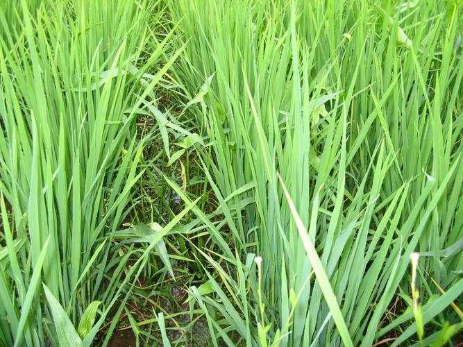 除草劑起泡問(wèn)題多，該如何解決泡沫？