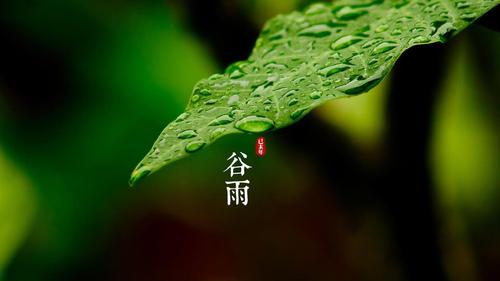 明朝知谷雨，無策禁花風(fēng)